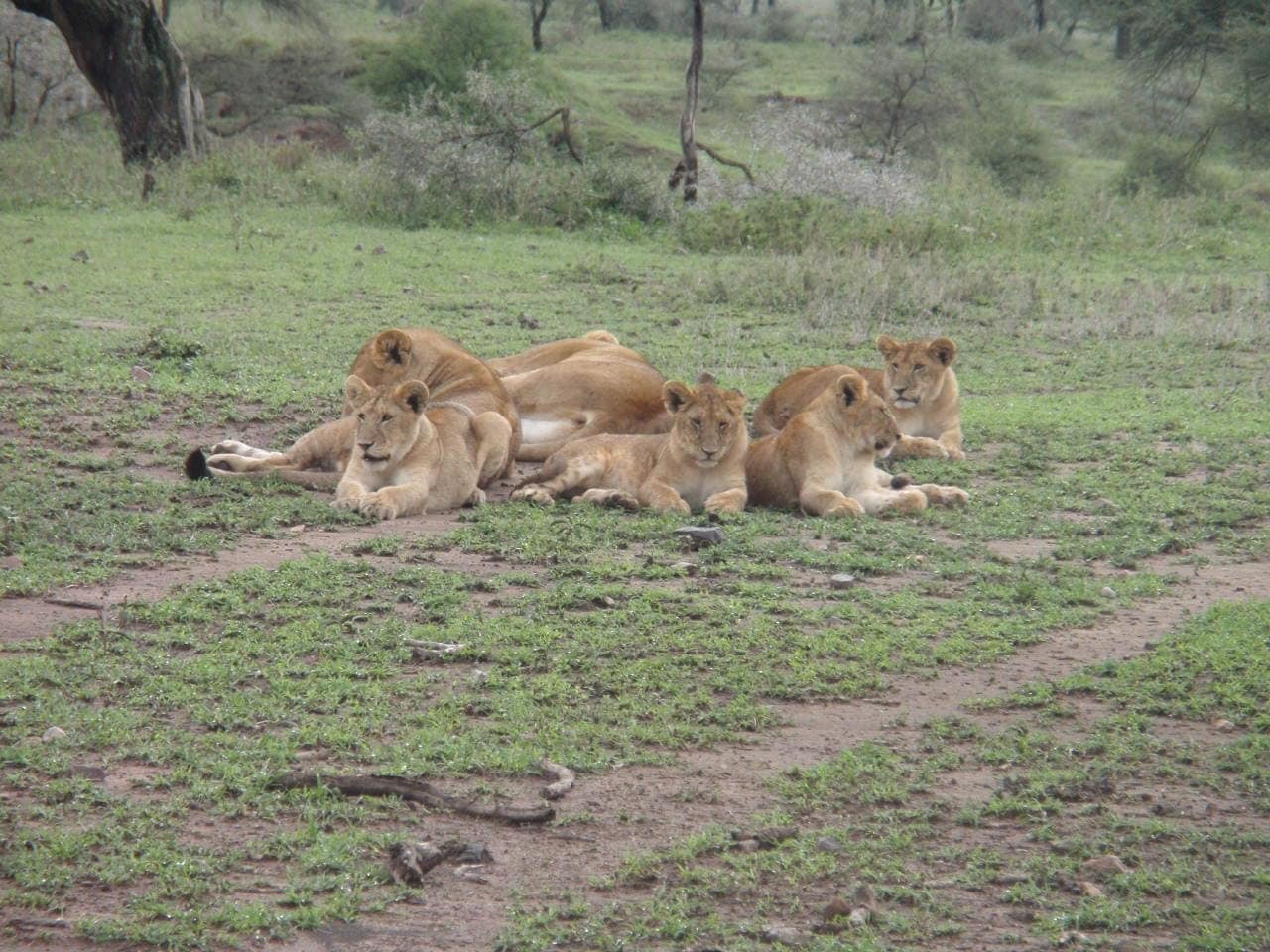 7-Day Migration Safari — photo 1