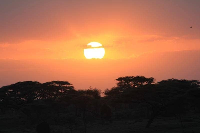 Acacia sunset on the savanna