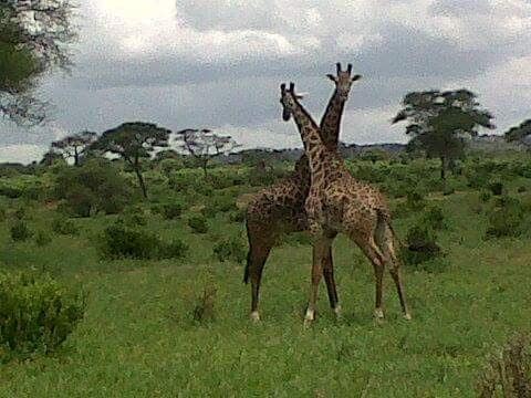 7-Day Migration Safari — photo 3
