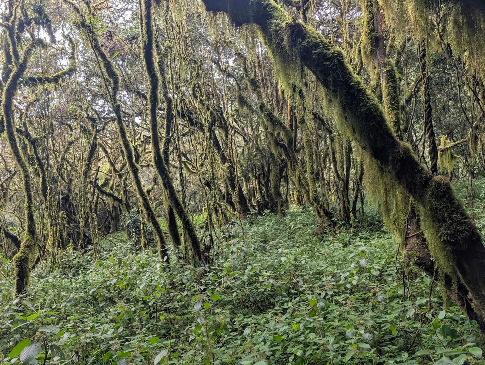 4-Day Mount Meru