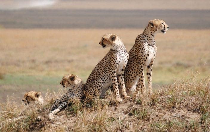 8-Day Migration Safari