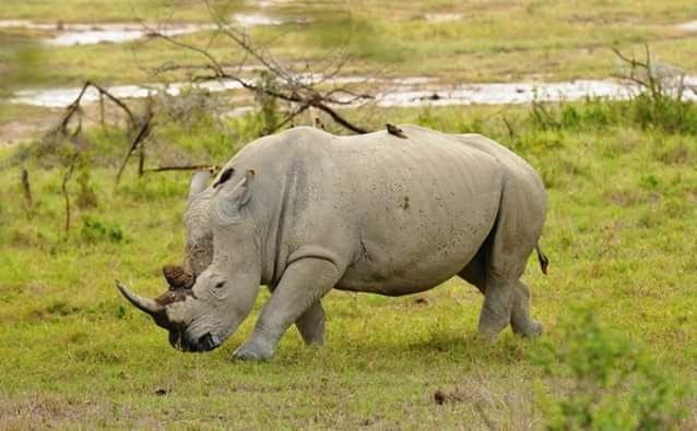 12-Day Trek, Safari & Culture
