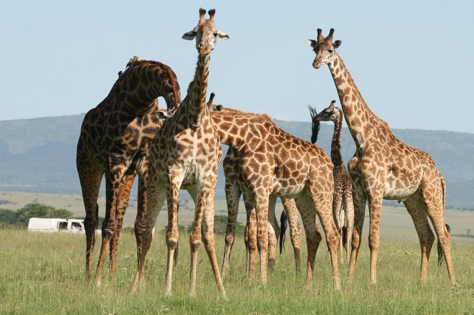 9-Day Northern Tanzania Safari – Tarangire, Manyara, Ngorongoro & Serengeti