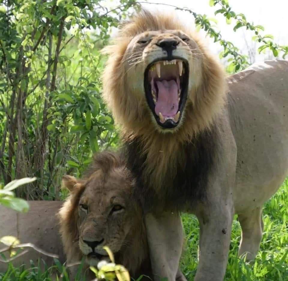 6-Day Northern Tanzania Safari – Tarangire, Serengeti, Ngorongoro & Manyara