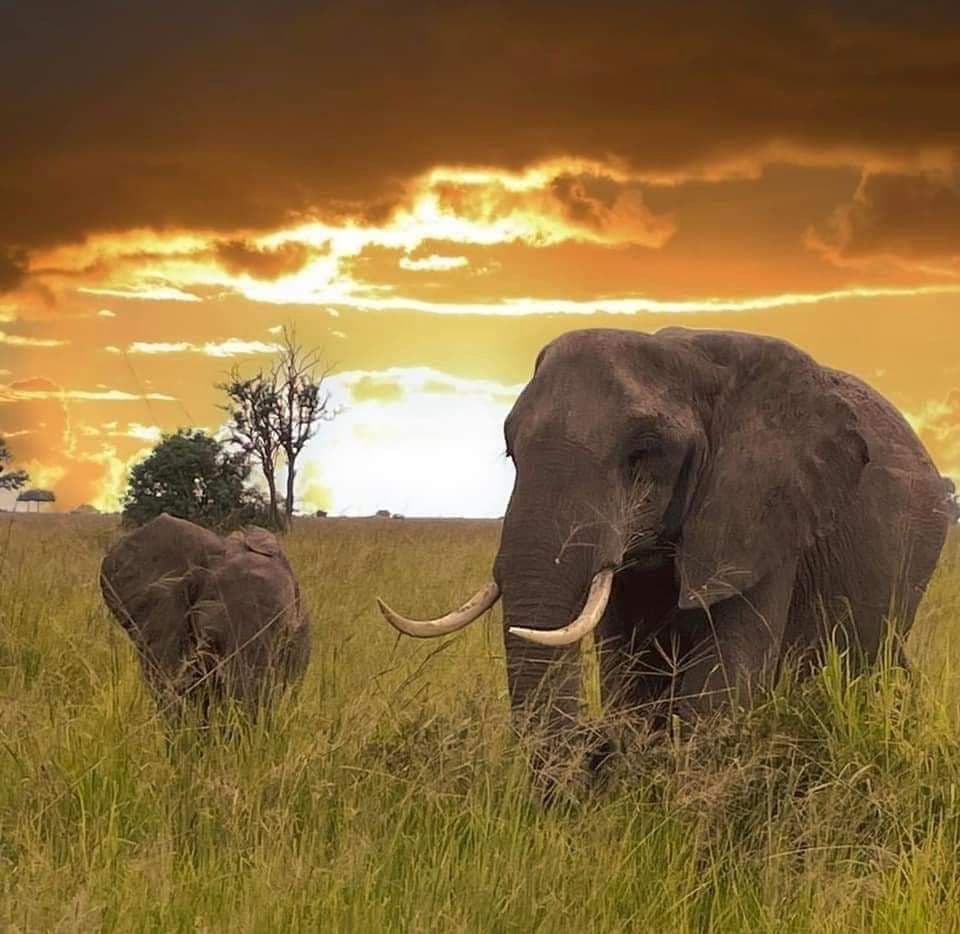 5-Day Calving-Season Safari – Tarangire, Ngorongoro & Ndutu