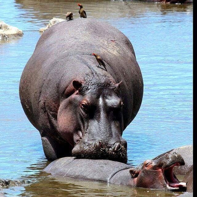 8-Day Great Migration Safari – Tarangire, Ngorongoro & Serengeti