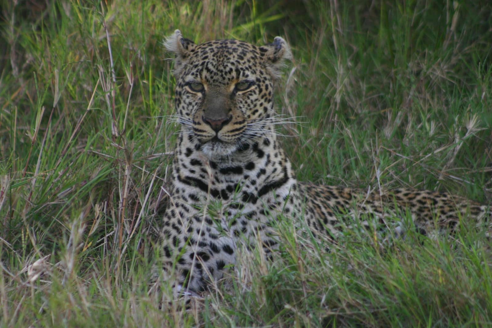 5-Day Safari