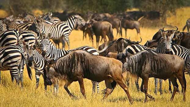 10-Day Safari & Zanzibar Adventure – Bush to Beach