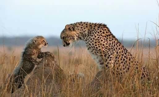 4-Day Walking & Game Safari