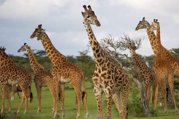 9-Day Northern Safari