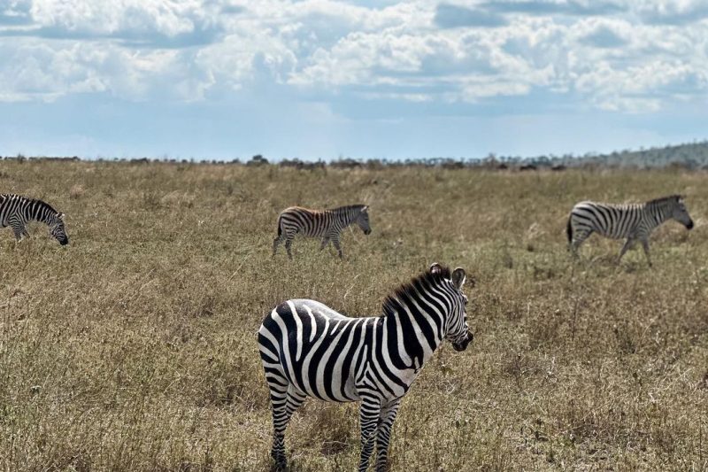 6 Days Safari Serengeti Ngorongoro Crater