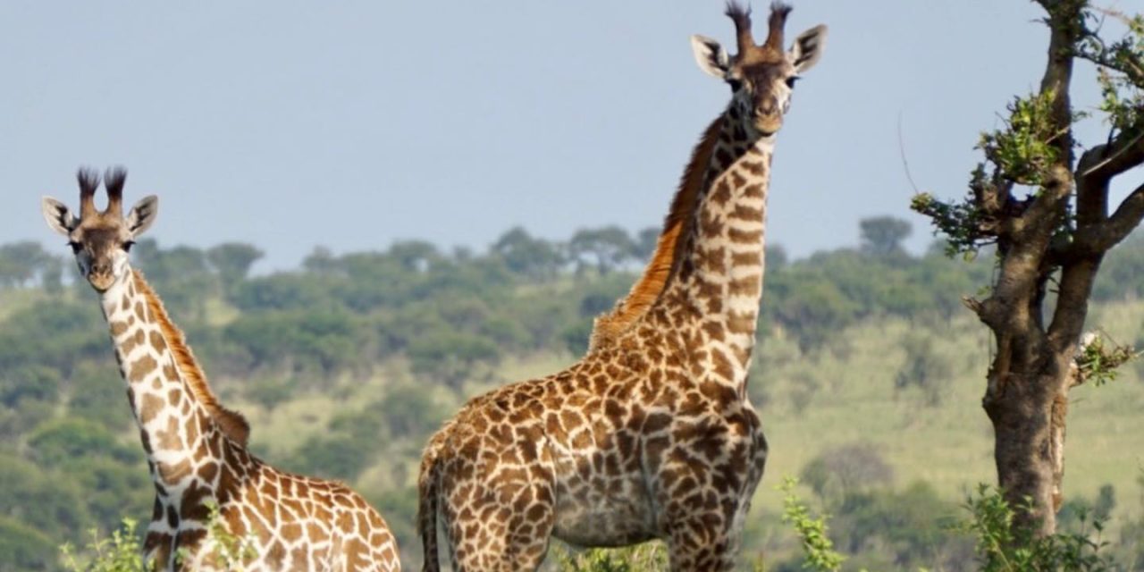 2 Days Tanzania Safari Tours
