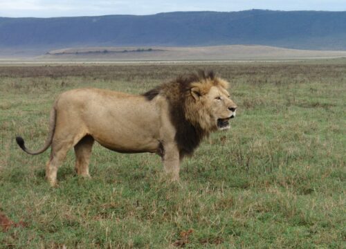 5-Day Safari in Northern Tanzania: Explore Tarangire, Ngorongoro Crater, and Serengeti