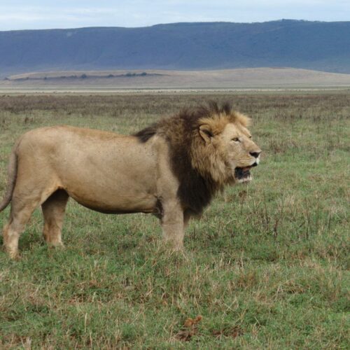 5-Day Safari in Northern Tanzania: Explore Tarangire, Ngorongoro Crater, and Serengeti