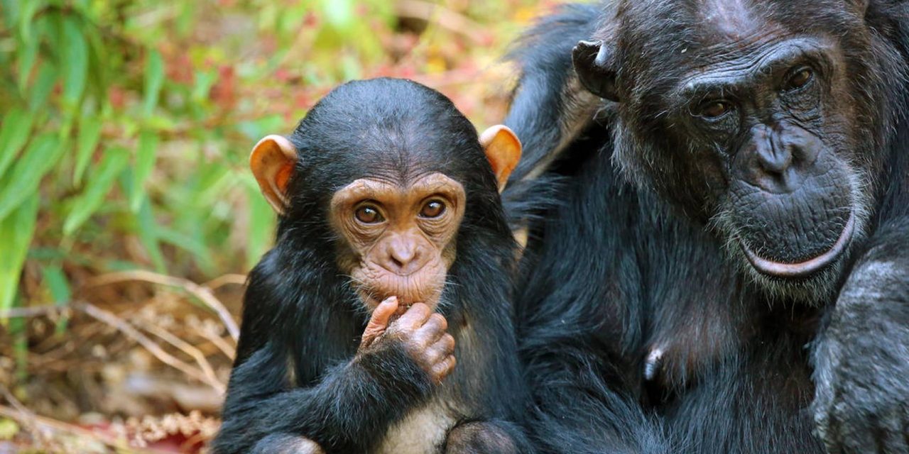 4 Days Mahale Chimpanzee Safari
