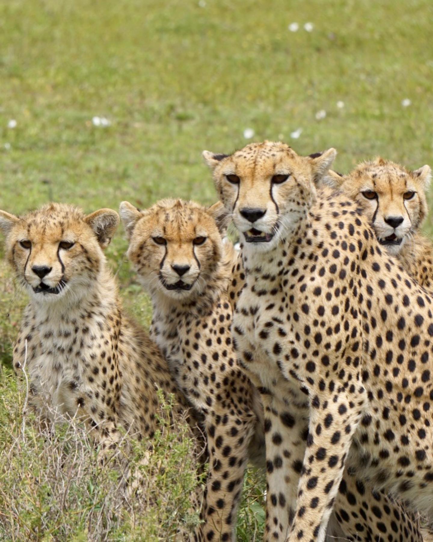 6 Days Safari to Tarangire National Park, Ngorongoro Crater, Serengeti National Park