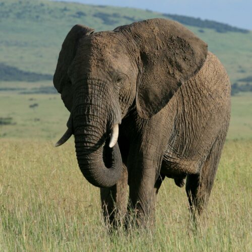 3-Day Safari Adventure with Trust Tours and Safaris