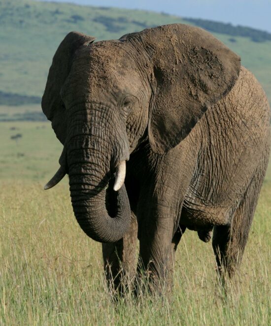 3-Day Safari Adventure with Trust Tours and Safaris