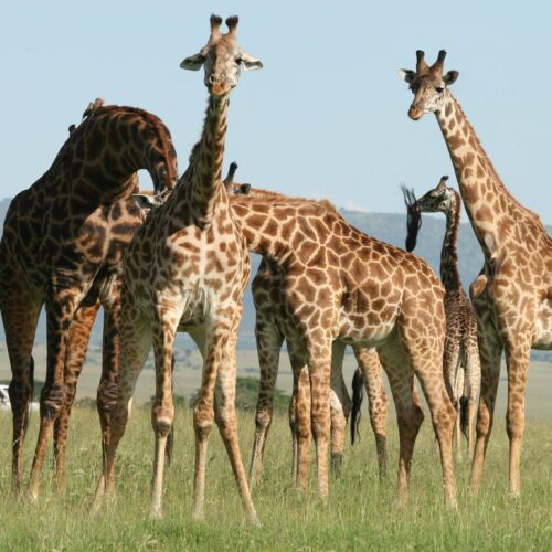 9-Day Wildlife and Culture Safari in Tanzania