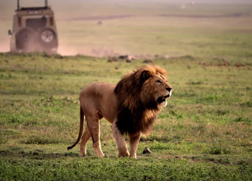 7-Day Safari Adventure: Spend a Week in Tanzania's Northern Circuit.