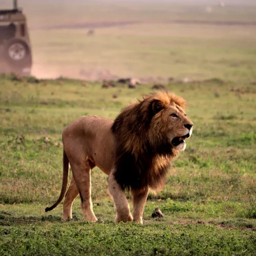 7-Day Safari Adventure: Spend a Week in Tanzania's Northern Circuit.