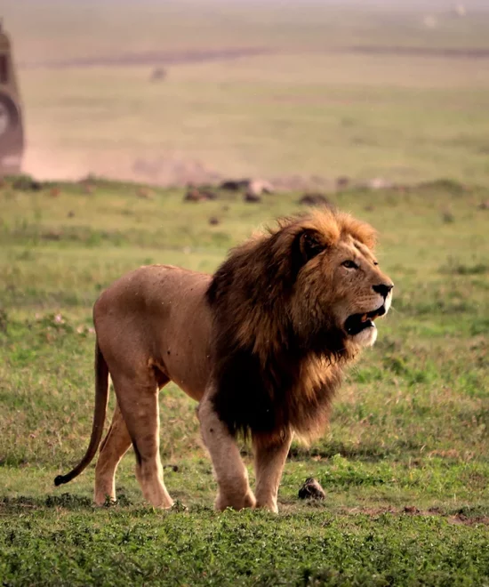 7-Day Safari Adventure: Spend a Week in Tanzania's Northern Circuit.
