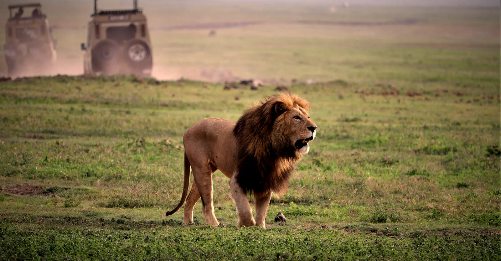 7-Day Safari Adventure: Spend a Week in Tanzania's Northern Circuit.