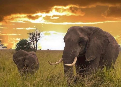 12-day itinerary Customized: Tracking the Great Migration Crossing with Trust Tours and Safaris