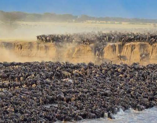 6-Day Safari to Witness the Epic Migration Crossing Mara River in Tanzania