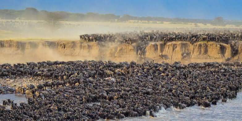 6-Day Safari to Witness the Epic Migration Crossing Mara River in Tanzania