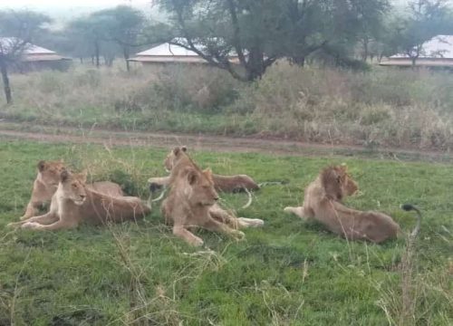 5-Day Mid-Range Tarangire, Ngorongoro Crater, and Ndutu Migration Safari (December-April).