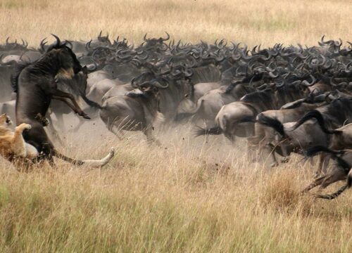 5-Day Mid-Range Tarangire, Ngorongoro Crater, and Ndutu Migration Safari