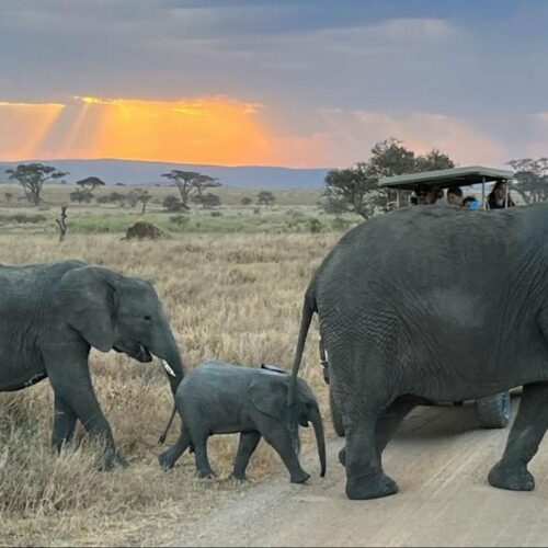 4 Days Safari To Tarangire, Ngorongoro Crater & Migration