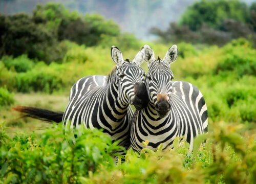 Take a day tour of Ngorongoro Crater.