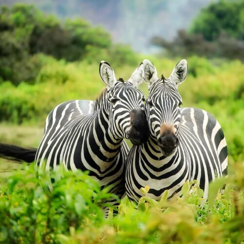 8-Day, 7-Night Mid-Range Safari: Tracking the Great Migration Crossing with Trust Tours and Safaris