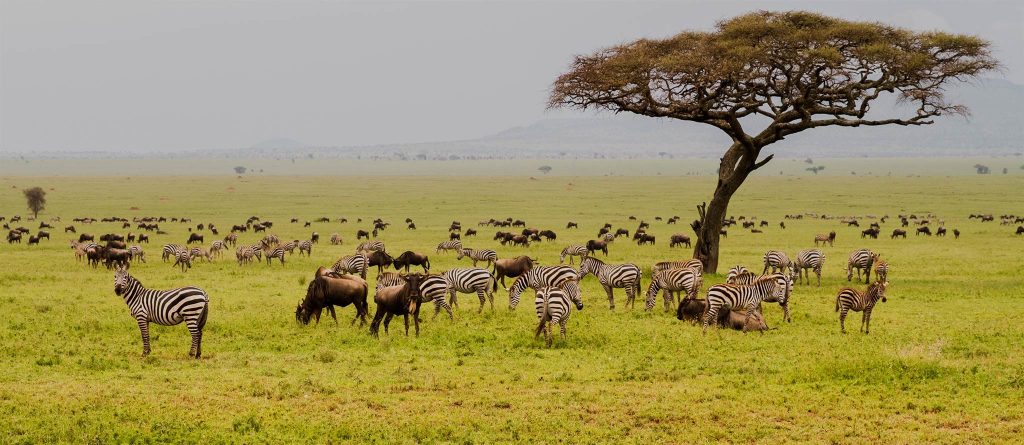 best time to visit Tanzania for safaris and climbing kilimanjaro 