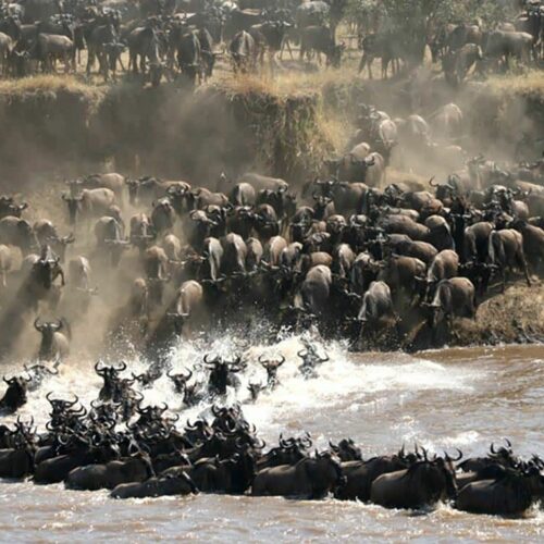 6-Day Safari in Northern Tanzania: Explore Tarangire, Ngorongoro Crater, and Serengeti – A Year-Round Adventure!