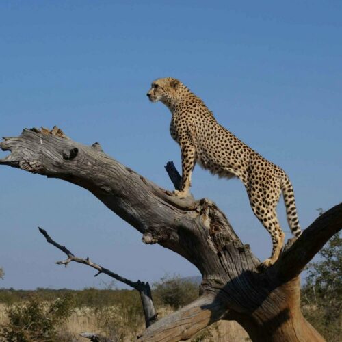 5-Day Mid-Range Tarangire, Ngorongoro Crater, and Ndutu Migration Safari