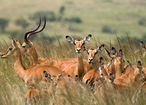 Tarangire National Park Day Tour