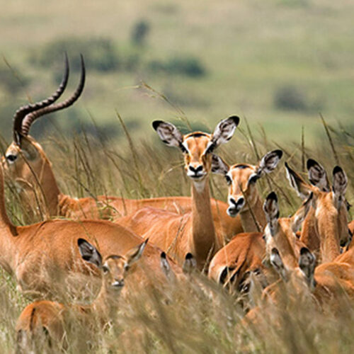 6-Day Safari in Northern Tanzania: Explore Tarangire, Ngorongoro Crater, and Serengeti – A Year-Round Adventure!